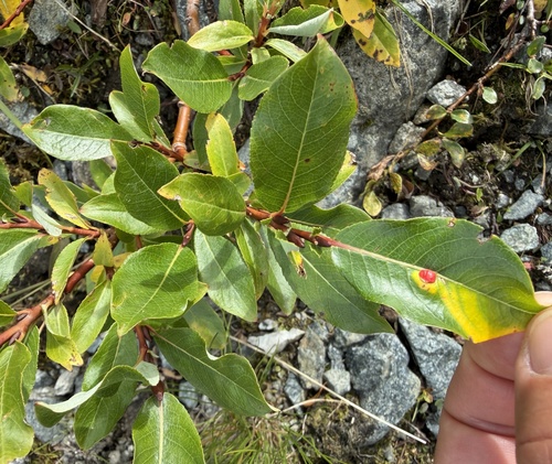 Salix hastata, photograph 4