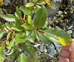 Salix hastata, photograph (c) Katrin Simon, some rights reserved (CC BY)