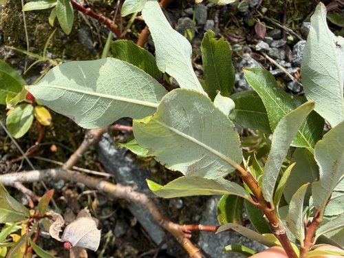 Salix hastata, photograph 5