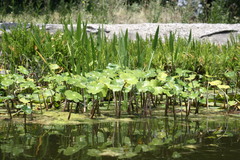 Hydrocotyle ranunculoides