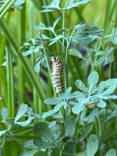 Black Swallowtail
