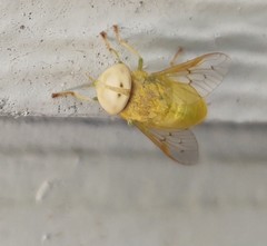 Chlorotabanus crepuscularis