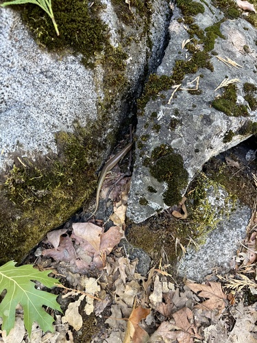 iNaturalist observation photo of Gilbert's Skink