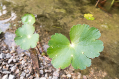 Hydrocotyle ranunculoides