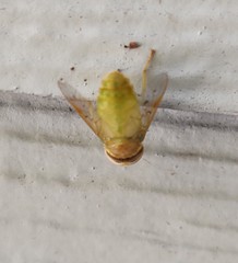 Chlorotabanus crepuscularis