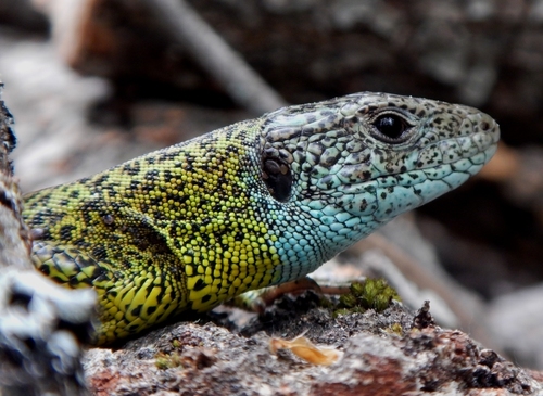 Iberian Emerald Lizard