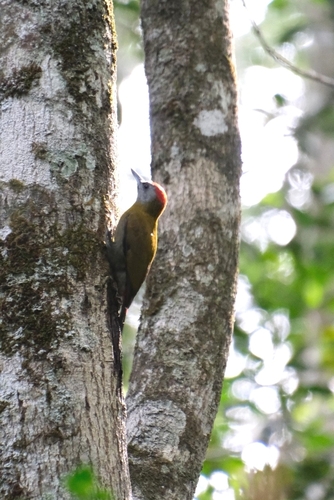 iNaturalist image