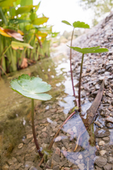 Hydrocotyle ranunculoides