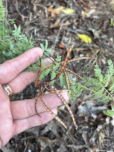 Desmanthus velutinus