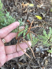 Desmanthus velutinus