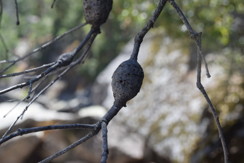 iNaturalist observation photo of Oak Gall Wasps