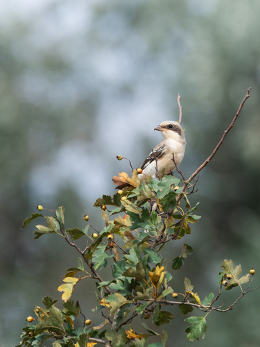 Lesser Grey Shrike