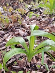 Melanthiaceae
