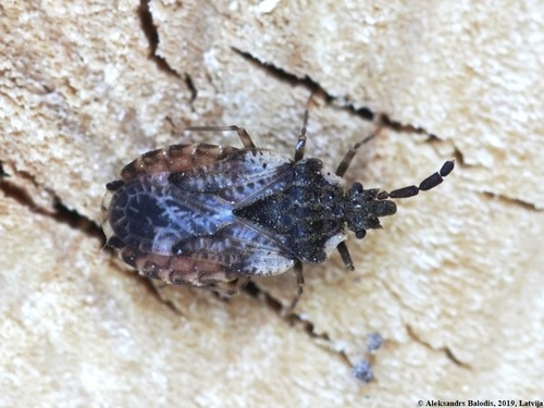 pale-shouldered flatbug, photo 2 of 10