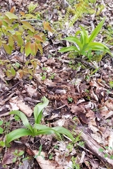 Melanthiaceae