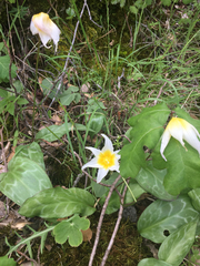 Erythronium helenae