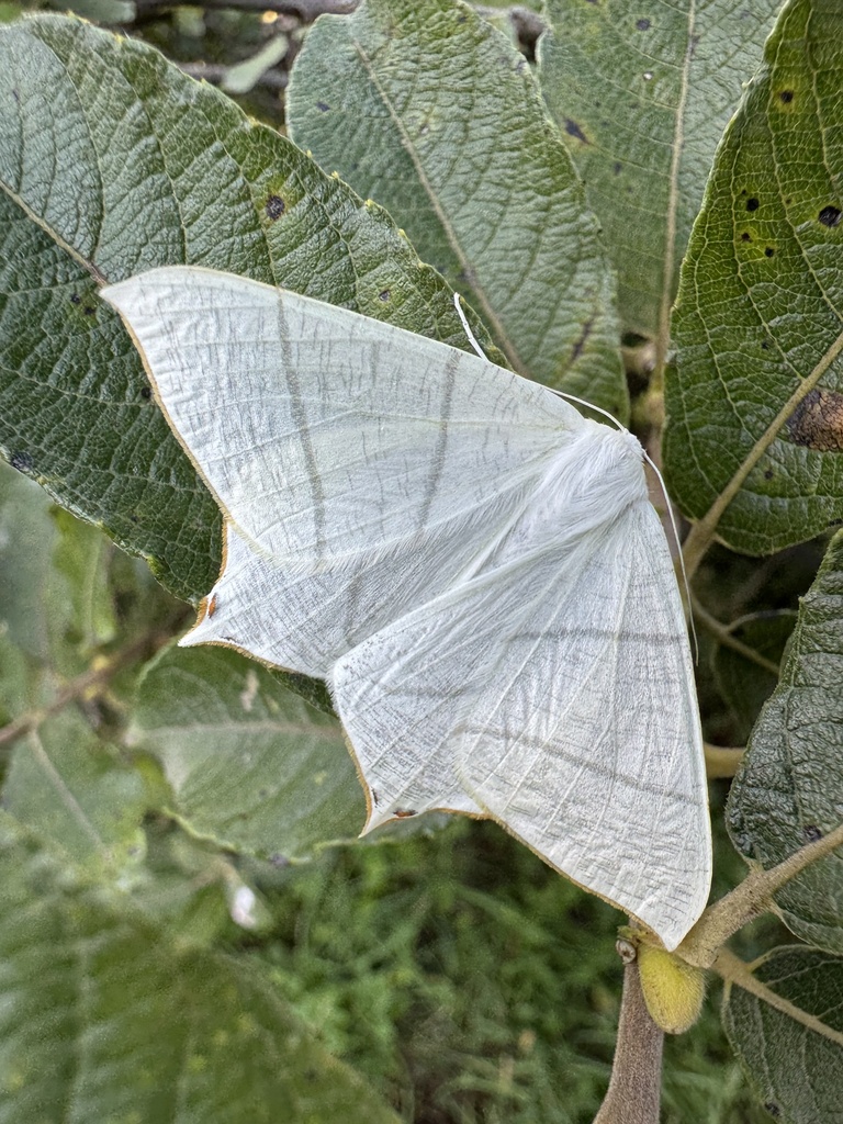 Ourapteryx niveiscythes