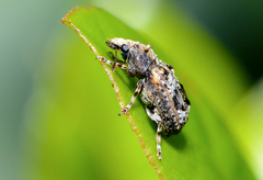 Enedreytes sepicola