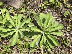 Crepidiastrum lanceolatum