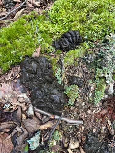 Black Bear sighting near Kabeyun Sleeping Giant Tr