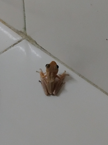 Chunam Tree Frog