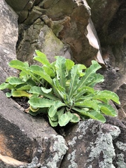 Crepidiastrum lanceolatum