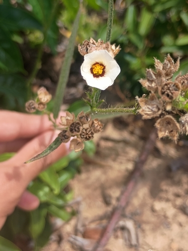 Flaxleaf Fanpetals