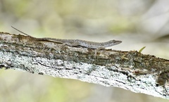 Anolis angusticeps