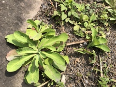 Crepidiastrum lanceolatum