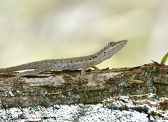 Anolis angusticeps