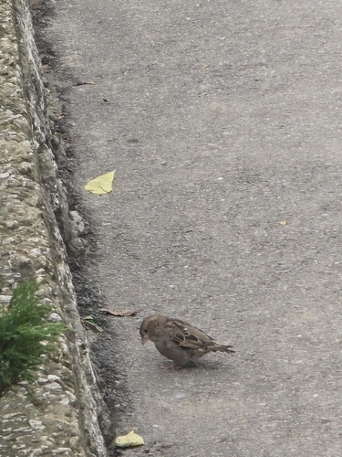House Sparrow