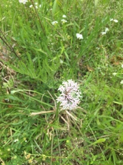 Marshallia caespitosa caespitosa