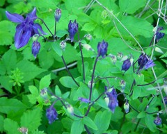 Aquilegia vulgaris