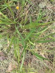 Marshallia caespitosa caespitosa