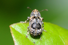 Enedreytes sepicola