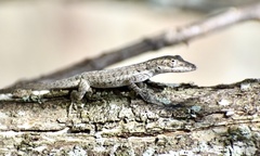 Anolis angusticeps