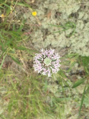 Marshallia caespitosa caespitosa