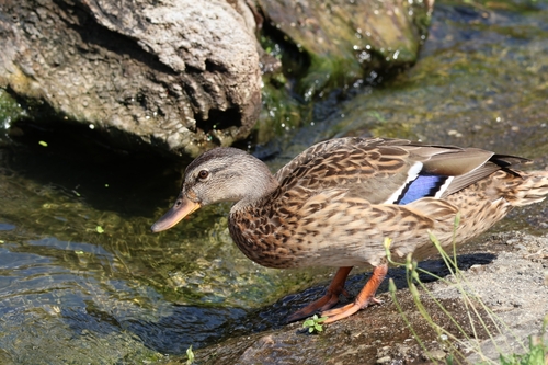 Mallard