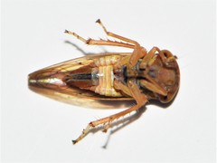 Tremulicerus vitreus