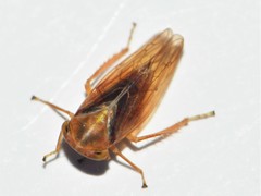 Tremulicerus vitreus
