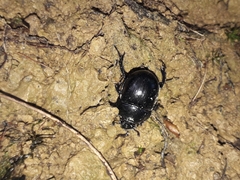 Anoplotrupes