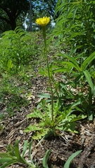 Pyrrhopappus grandiflorus