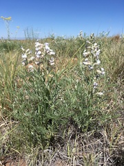 Sophora nuttalliana
