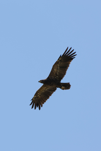 Lesser Spotted Eagle