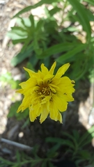 Pyrrhopappus grandiflorus