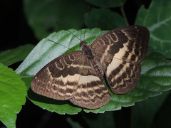 Cynandra opis bernardii
