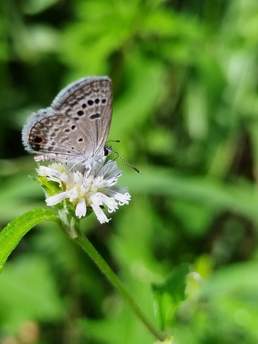 Reakirt's Blue