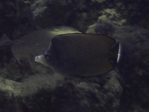 Chaetodon nigropunctatus observed 2026-08-28