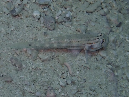 Gnatholepis caudimaculata observed 2026-08-28