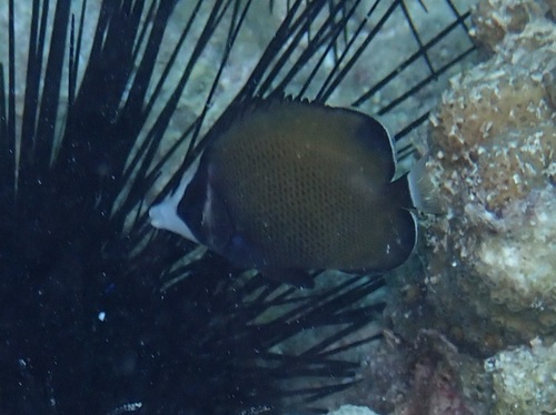 Chaetodon nigropunctatus observed 2026-08-28